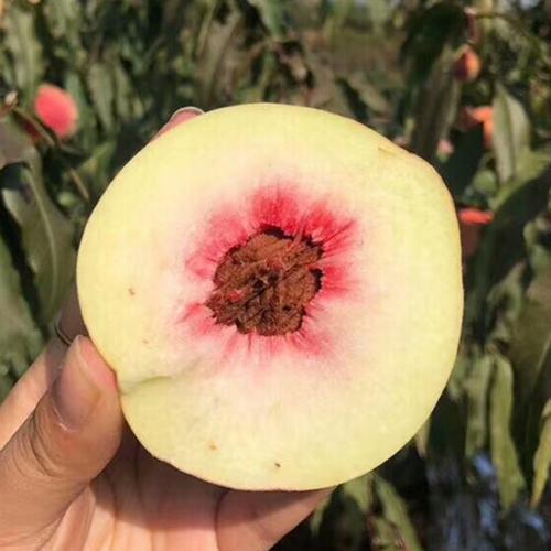 苍山洱海间的本真风味——云南大理食用农产品
