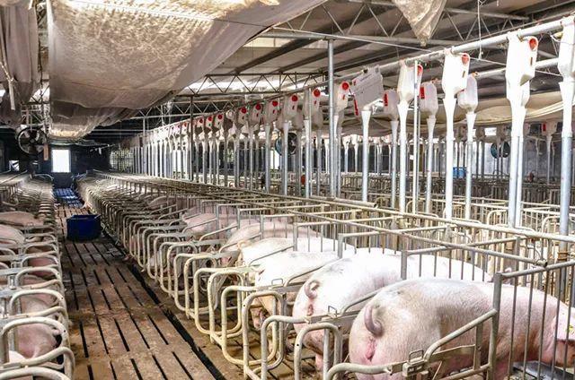 中国农科院顶级专家为何三顾桐乡？解码食用农产品安全的“桐乡密码”